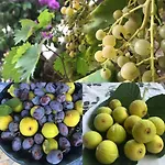 Almare Διαμέρισμα